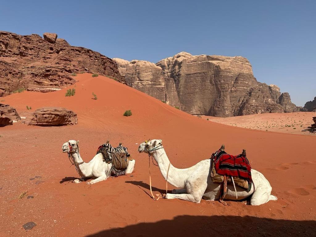 瓦迪拉姆 Bedouin Holidays Camp And Jeep Tours酒店 外观 照片